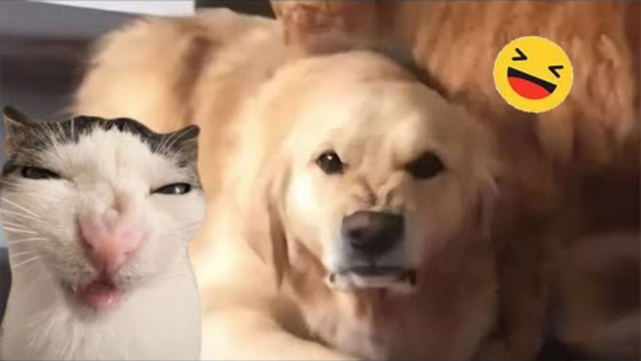 Funny Dogs And Cats Videos 2024  - Best Funniest Animal Videos Of The week