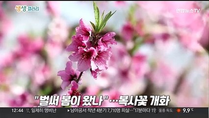 [생생갤러리] "벌써 봄이 왔나"…복사꽃 개화 外