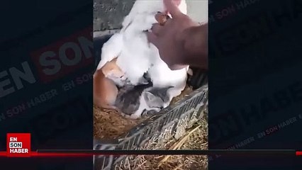 Yetim kedilere annelik yapan tavuk