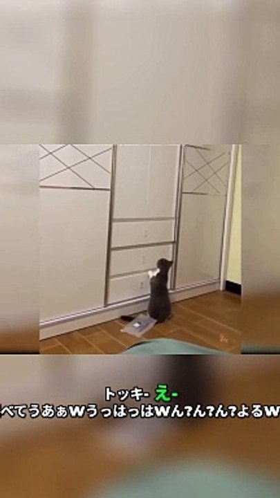 funny video cat lovers #cat #pet