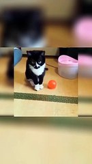 Funny Moments_ Hilarious Reactions to Unexpected Situations