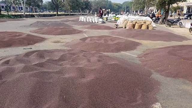 कृषि मंडी में नई सरसों की आवक शुरू, दिखने लगी कारोबारी रौनक