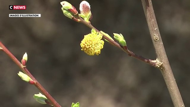 Allergies : 74 départements placés en alerte rouge face aux pollens