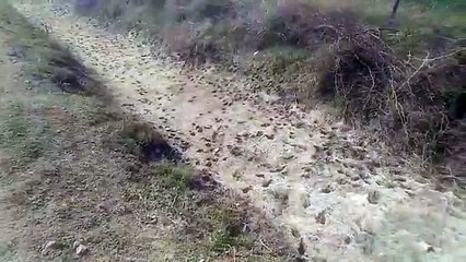 Video : सूखी पड़ी नहर, किसानों को नहरी पानी का इंतजार