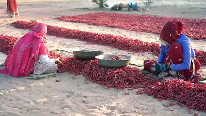 तिंवरी - मथानिया की सुप्रसिद्ध लाल मिर्च पर मंडराए संकट के बादल