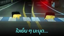 ฟีลนี้ยิ่งกว่าสลอธ...แมวส้มเดินย่องข้ามถนนบนทางม้าลาย