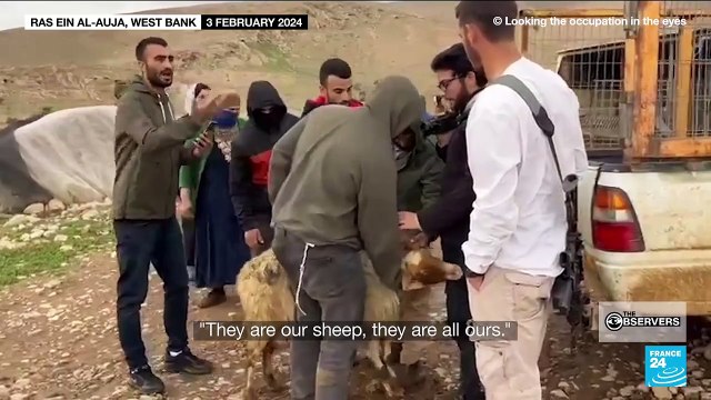 Sheep wars: Israeli settlers target flocks of Palestinian Bedouins (17/2/2024)