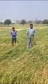 Video: हवाओं के साथ हुई बारिश के बाद खेतों में पहुंचे किसान, देखी तबाह फसलें