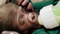 Endangered gorilla born by caesarean for first time in zoo’s 115-year history