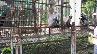 Beautiful Monkey Cute, Funny Trachypithecus Germaini Videos