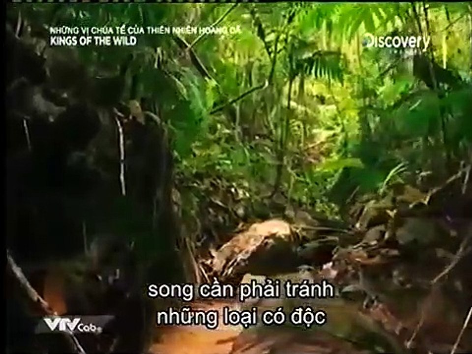King of the wild | Rừng mây Mexico