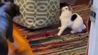 cat be like it's my seat| cat and dog cute and funny bond