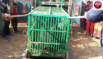 sidhi: Bear captured in cage, was synonymous with terror for villagers for a month