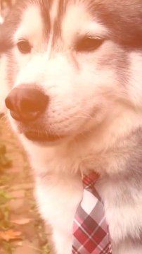 Abonne toi pour d’autres histoires positives ! @theimpactstory Source : 20 Minutes #histoire #histoirevraie #chien #animaux #positif #husky