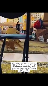 قال الرسول محمد ﷺ أنها من الطوافين والطوافات عليكم من متاع البيت لن تقذر شئ ولن تنجسه . كان الرسول محمد ﷺ يتوضأ من ألماء الذي شربت منه القطه وأعتبره طاهرآ . نصيحة نظفوا عقولكم . #fyp #foryou #explore