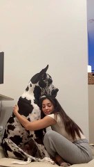 A Dog Owner Gives Her Great Dane A Hug