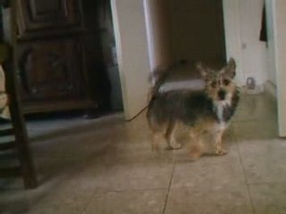 mon chien (encore) ^^