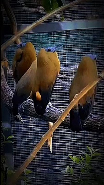 Capuchinbird Short Fact