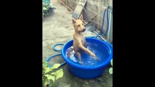 Funniest Cats And Dogs Videos  - Best Funny Animal Videos 2024