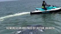 Kemunculan Hiu Paus di Lautan Jakarta
