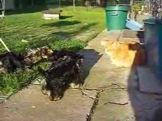 CIMG5404 Chiots et Arthur