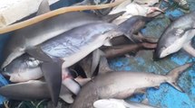 El macabro negocio que hay detrás de la pesca de tiburones en Colombia