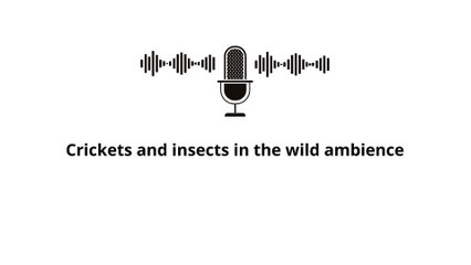 Crickets and insects in the wild ambience