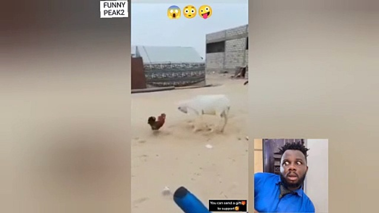 WATCH: Fowl fights Ram