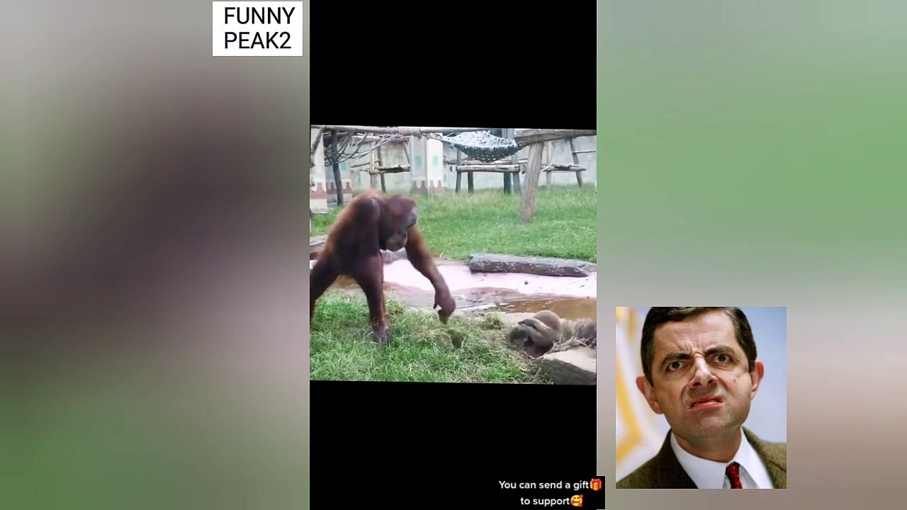 WATCH: Is this baboon mad