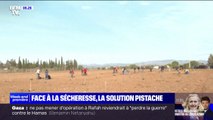 Sécheresse préoccupante dans les Pyrénées-Orientales: les agriculteurs se tournent vers la culture de la pistache