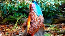Amazing Largest Birds of The World - Birds of Rainforest - Nature Film