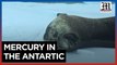 Scientists study levels of toxic mercury in Antarctic mammals