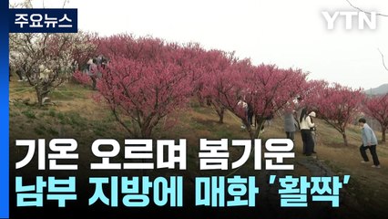 수줍게 인사 건네는 매화...은은하게 다가오는 봄기운 / YTN