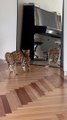 Feline fun turns into a mirror meltdown as kitty confronts its doppelganger!