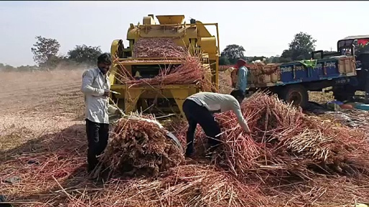 कांठल में रबी की फसल कटाई में जुटे किसान