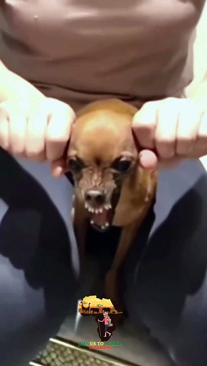 FUNNY ANIMELS 3