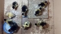 Ducklings