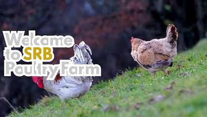 Why SRB Poultry should be your best choice