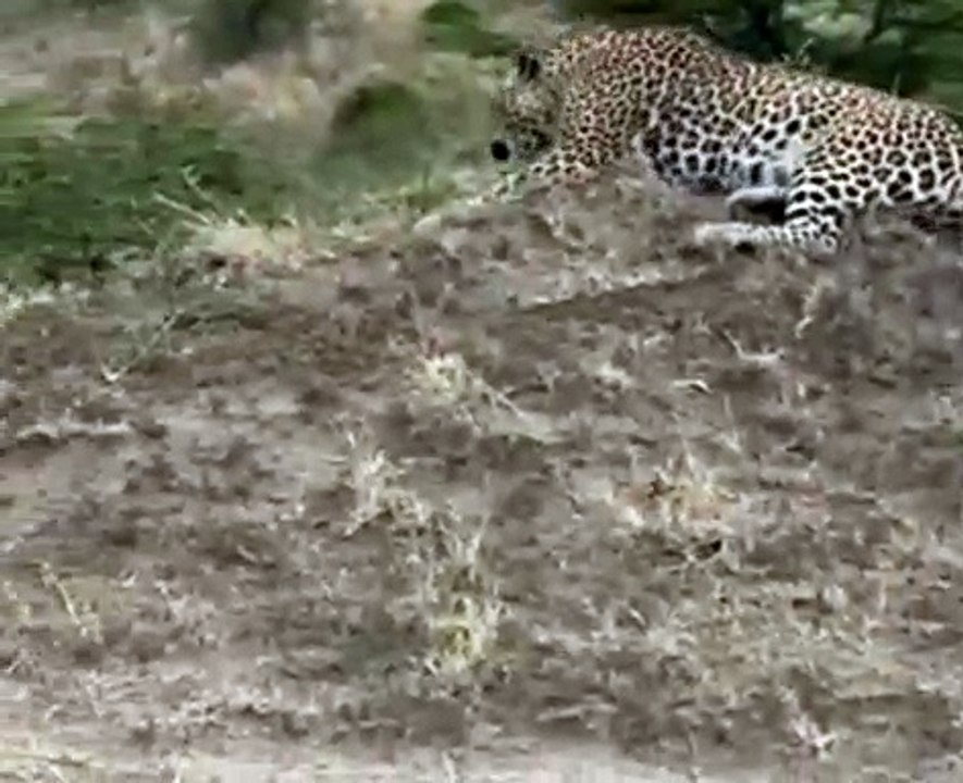 Leopard Sawing