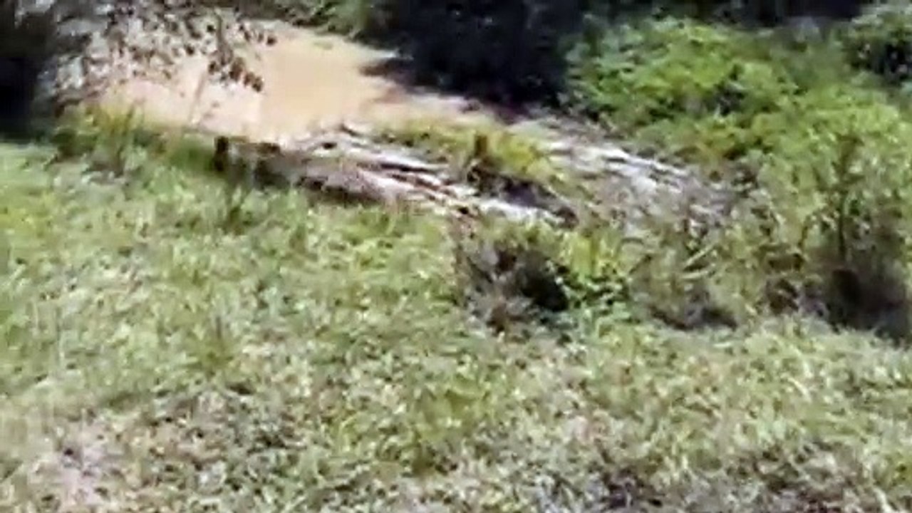 Lapord On The Move