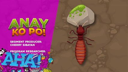 Bahay ng anay, gamit sa paglikha ng obra! | AHA!