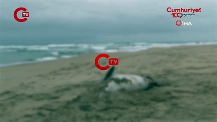 Şile’de ölü yunus sahile vurdu