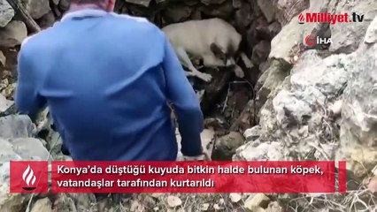 Kuyuya düşen köpeğe vatandaştan yardım eli