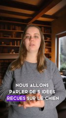 5 idées reçues sur les chiens