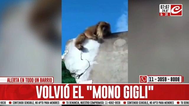 Filmaron a un mono carayá suelto en los techos de un barrio residencial de La Plata