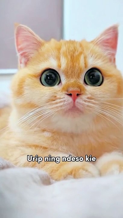 Kucing lucu