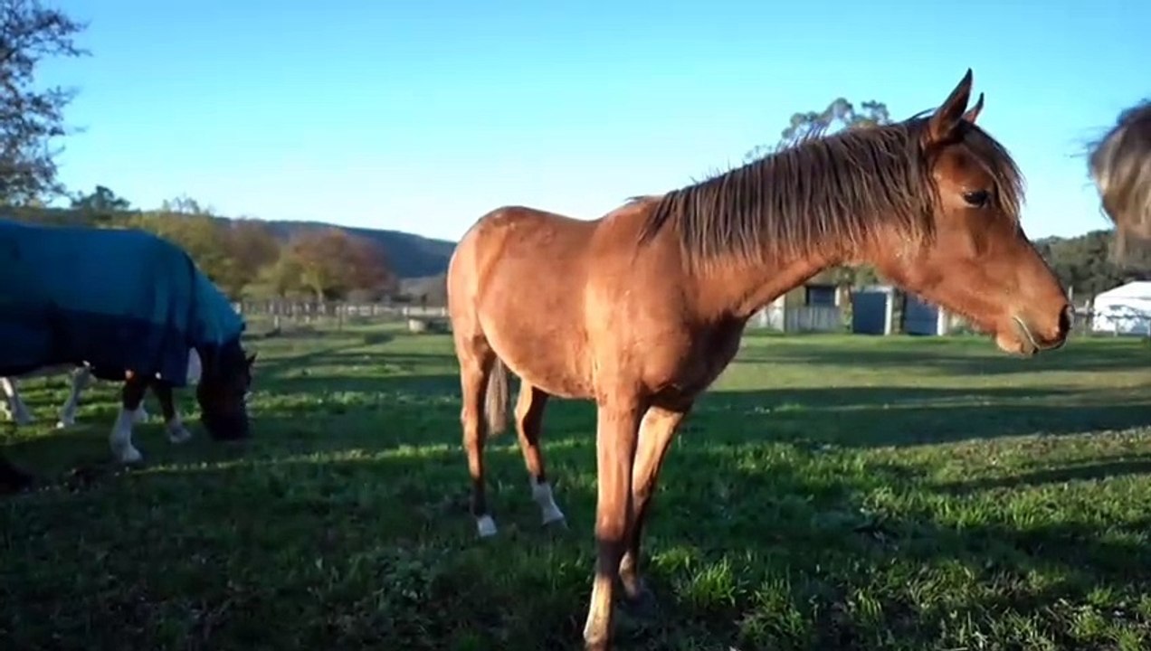 Animals videos, cartoon animation story animal Sounds