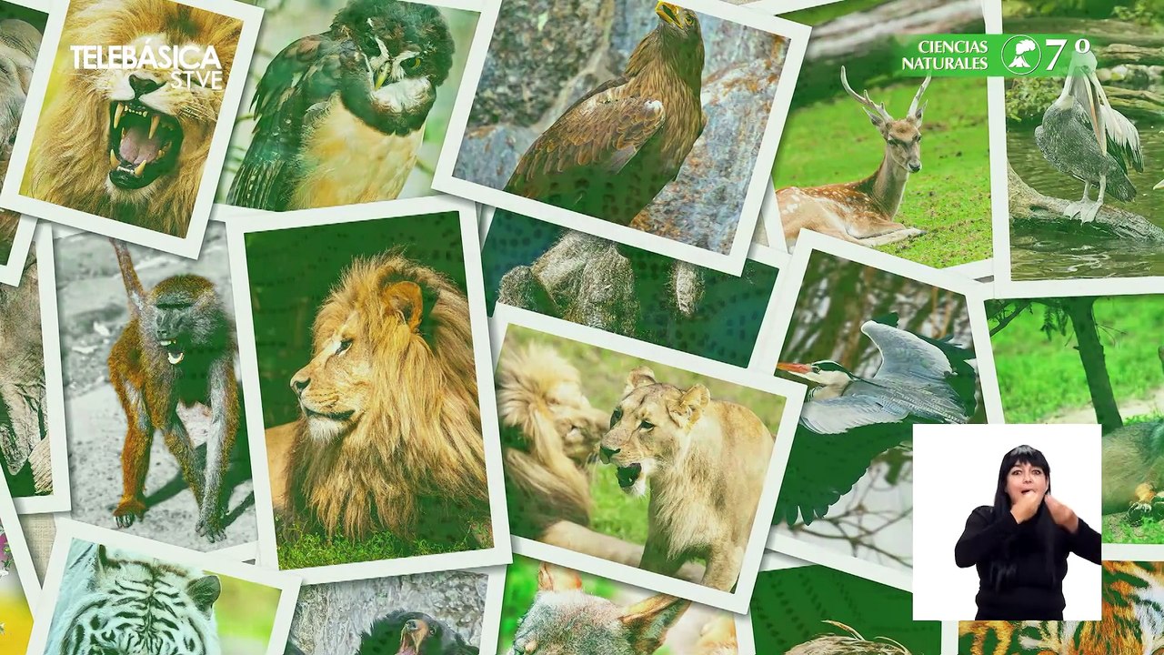 Procesos básicos de la ciencia #01, 7º Ciencias Naturales Lección Educativa