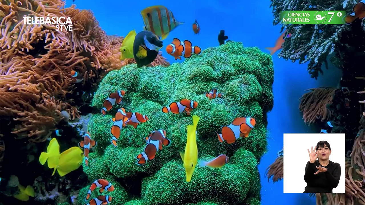 Fisiología Vegetal #9, 7º Ciencias Naturales Lección Educativa