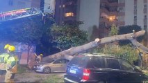 Un árbol cae sobre un coche en Triana.